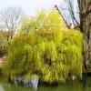 Salix x sepulcralis 'Chrysocoma' | Willow Tree -Bare Root Sales Shop TR06259L main image a979