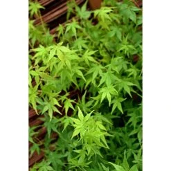 Acer palmatum | Japanese Maple Tree -Bare Root Sales Shop TR07003L add image 1 9642