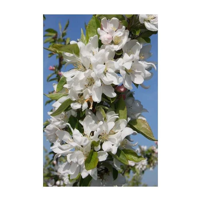 Malus 'Pink Glow' | Crab Apple Tree | Bare Root | By Frank P Matthews 4 Malus 'Pink Glow' | Crab Apple Tree | Bare Root | By Frank P Matthews - Image 2