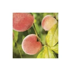 4-5ft 'Lacrima' Weeping Patio Peach Tree| SJA Semi Vigorous Rootstock | Bare Root