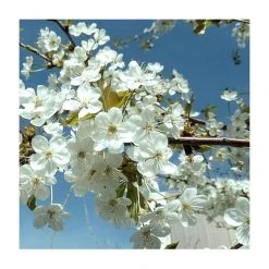 6ft 'Victoria' Plum Tree | SJA Semi Vigorous Rootstock | Bare Root Maiden | By Frank P Matthews™ 8 6ft 'Victoria' Plum Tree | SJA Semi Vigorous Rootstock | Bare Root Maiden | By Frank P Matthews™ -Bare Root Sales Shop TR1054 add image 1 c497