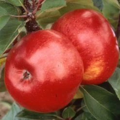 Malus 'Ballerina Flamenco®' | Apple Tree -Bare Root Sales Shop TR1100 add image 1 f33c