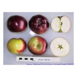 Malus 'Ballerina Flamenco®' | Apple Tree -Bare Root Sales Shop TR1100 add image 2 b9df