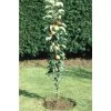 Malus 'Ballerina Flamenco®' | Apple Tree -Bare Root Sales Shop TR1100 main image 2d3a