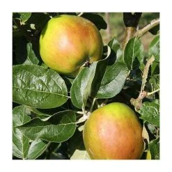 Malus 'Scotch Bridget' | Apple Tree