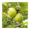 Malus 'Michelin' | Apple Tree -Bare Root Sales Shop TR1120 main image c487