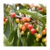 5ft 'Amber Heart' Cherry Tree | F.12.1 Very Vigorous Rootstock | Bare Root | By Frank P Matthews™ -Bare Root Sales Shop TR1144 main image 884c