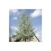 Pyrus calleryana 'Chanticleer' -Bare Root Sales Shop TR1275 main image ec52