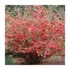 Chaenomeles speciosa | Japanese Quince | Bare Root | 20-50cm