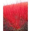 0.6-1.6ft Red Stemmed Dogwood | Bare Root | Cornus Alba -Bare Root Sales Shop TR1307 main image e3f0