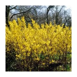 0.6-1.6ft 'Spectabilis' Golden Bells | Bare Root | Forsythia Intermedia