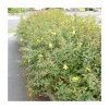 0.6-1.6ft St John's Wort | Bare Root | Hypericum Inodorum -Bare Root Sales Shop TR1310 main image 5735