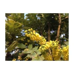0.6-1.6ft Mahonia 'Oregon Grape' | Bare Root | Mahonia aquifolium -Bare Root Sales Shop TR1311 add image 2 f9bd