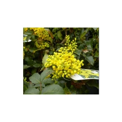 0.6-1.6ft Mahonia 'Oregon Grape' | Bare Root | Mahonia aquifolium