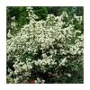 0.6-1.6ft Mock Orange | Bare Root | Philadelphus Virginal -Bare Root Sales Shop TR1312 main image cdf6