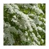 0.6-1.6ft Bridal Wreath | Bare Root | Spiraea Vanhouttei -Bare Root Sales Shop TR1316 main image 7e70