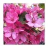 Malus 'Pink Glow' | Crab Apple Tree | Bare Root | 110-140cm -Bare Root Sales Shop TR1324 main image 54f5