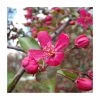 Malus 'Royal Beauty' | Purple Weeping Crab Apple Tree | Bare Root | 110-140cm 1 Malus 'Royal Beauty' | Purple Weeping Crab Apple Tree | Bare Root | 110-140cm -Bare Root Sales Shop TR1325 main image f431