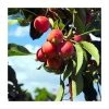 Malus 'Snowcloud' | Double Flowering Crab Apple Tree | Bare Root | 110-140cm 1 Malus 'Snowcloud' | Double Flowering Crab Apple Tree | Bare Root | 110-140cm -Bare Root Sales Shop TR1326 main image 9eac
