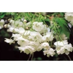 Prunus avium 'Plena' | Cherry Blossom Tree -Bare Root Sales Shop TR1328 add image 1 c75b