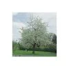 Prunus avium 'Plena' | Cherry Blossom Tree -Bare Root Sales Shop TR1328 main image bcd4