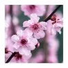 Prunus × blireana | Flowering Plum Tree | Bare Root | 110-140cm -Bare Root Sales Shop TR1329 main image 85e3