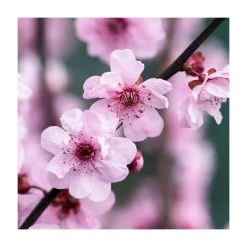 Prunus × blireana | Flowering Plum Tree | Bare Root | 110-140cm