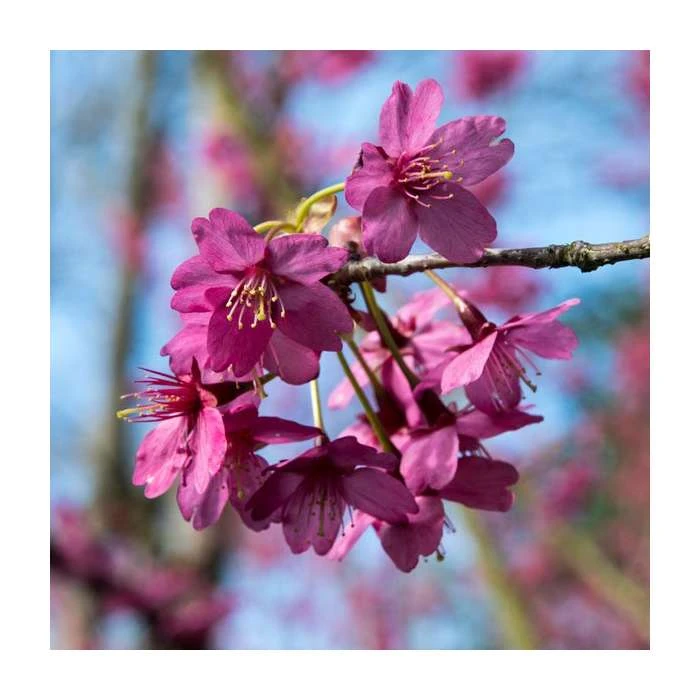 Prunus 'Collingwood Ingram' | Cherry Blossom Tree | Bare Root | 110-140cm 3 Prunus 'Collingwood Ingram' | Cherry Blossom Tree | Bare Root | 110-140cm