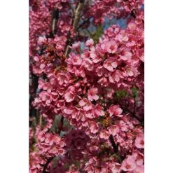 Prunus 'Kursar' | Cherry Blossom Tree -Bare Root Sales Shop TR1331 add image 2 4ce4