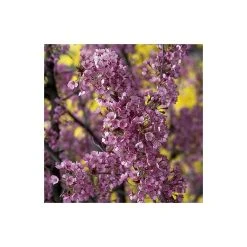 Prunus 'Kursar' | Cherry Blossom Tree