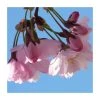 Prunus 'Pink Shell' | Cherry Blossom Tree | Bare Root | 110-140cm 2 Prunus 'Pink Shell' | Cherry Blossom Tree | Bare Root | 110-140cm -Bare Root Sales Shop TR1332 main image 3fcb