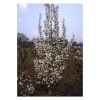 Prunus 'Snow Goose' | Cherry Blossom Tree 1 Prunus 'Snow Goose' | Cherry Blossom Tree -Bare Root Sales Shop TR1334 main image ec7a