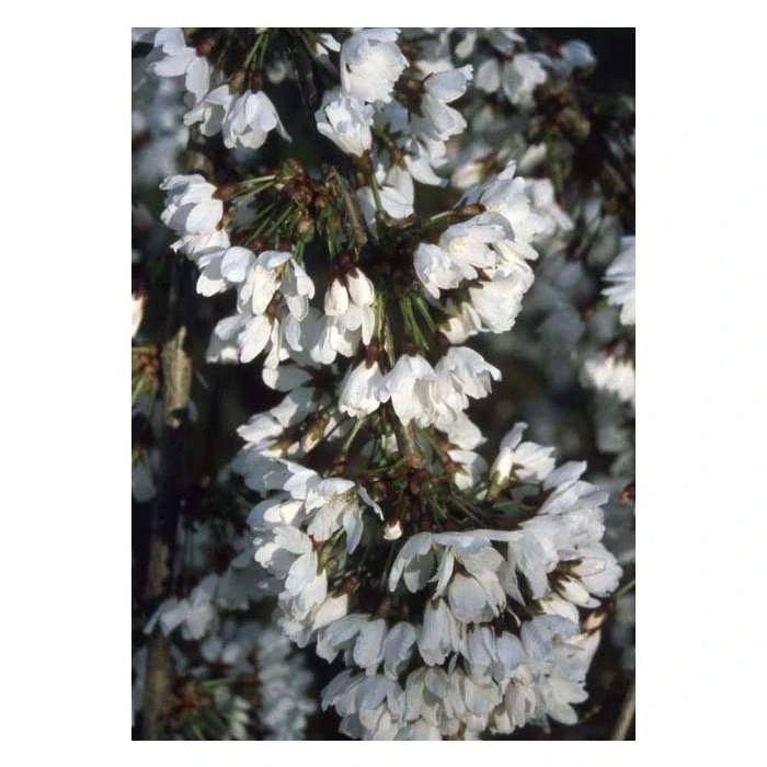 Prunus 'Snow Showers' | Cherry Blossom Tree 3 Prunus 'Snow Showers' | Cherry Blossom Tree