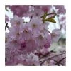 Prunus 'Spire' | Upright Cherry Blossom Tree | Bare Root | 110-140cm 2 Prunus 'Spire' | Upright Cherry Blossom Tree | Bare Root | 110-140cm -Bare Root Sales Shop TR1336 main image 1ba4