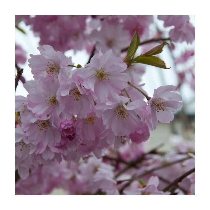 Prunus 'Spire' | Upright Cherry Blossom Tree | Bare Root | 110-140cm 3 Prunus 'Spire' | Upright Cherry Blossom Tree | Bare Root | 110-140cm