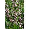 Prunus tenella 'Fire Hill' | Flowering Almond Tree | Bare Root | 110-140cm -Bare Root Sales Shop TR1338 main image 192e