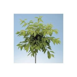 Prunus yedoensis 'Shidare Yoshino' | Cherry Blossom Tree -Bare Root Sales Shop TR1339 add image 2 9fbe