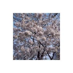 Prunus yedoensis 'Shidare Yoshino' | Cherry Blossom Tree -Bare Root Sales Shop TR1339 add image 3 19fa