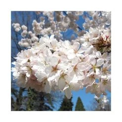 Prunus yedoensis 'Shidare Yoshino' | Cherry Blossom Tree -Bare Root Sales Shop TR1339 add image 4 5161