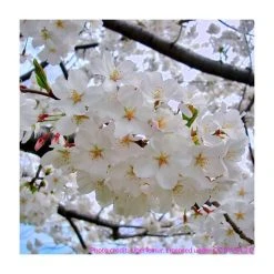 Prunus yedoensis 'Shidare Yoshino' | Cherry Blossom Tree -Bare Root Sales Shop TR1339 add image 5 68c0