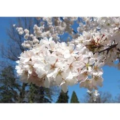 Prunus yedoensis 'Shidare Yoshino' | Cherry Blossom Tree -Bare Root Sales Shop TR1339 add image 6 2428