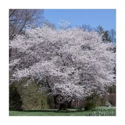 Prunus yedoensis 'Shidare Yoshino' | Cherry Blossom Tree -Bare Root Sales Shop TR1339 add image 7 86f9