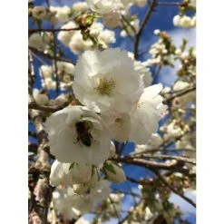 Prunus 'Shirotae' | Cherry Blossom Tree -Bare Root Sales Shop TR1340 add image 1 babe