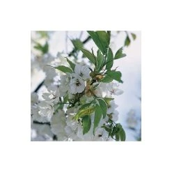 Prunus 'Shirotae' | Cherry Blossom Tree -Bare Root Sales Shop TR1340 add image 2 818c