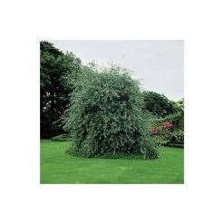 Pyrus salicifolia 'Pendula' Tree | Weeping Silver Pear Tree | Bare Root | 110-140cm -Bare Root Sales Shop TR1341 add image 2 3fed