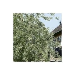 Pyrus salicifolia 'Pendula' Tree | Weeping Silver Pear Tree | Bare Root | 110-140cm -Bare Root Sales Shop TR1341 add image 3 4cca