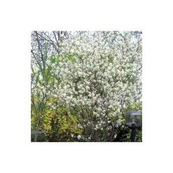 Amelanchier canadensis | Serviceberry Tree | Bare Root | 110-140cm -Bare Root Sales Shop TR1344 add image 2 9567
