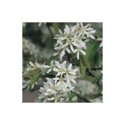 Amelanchier canadensis | Serviceberry Tree | Bare Root | 110-140cm -Bare Root Sales Shop TR1344 add image 4 dd9e