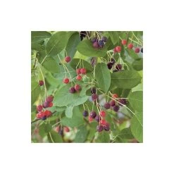 Amelanchier canadensis | Serviceberry Tree | Bare Root | 110-140cm -Bare Root Sales Shop TR1344 add image 5 b860
