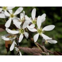 Amelanchier canadensis | Serviceberry Tree | Bare Root | 110-140cm -Bare Root Sales Shop TR1344 add image 7 2f23